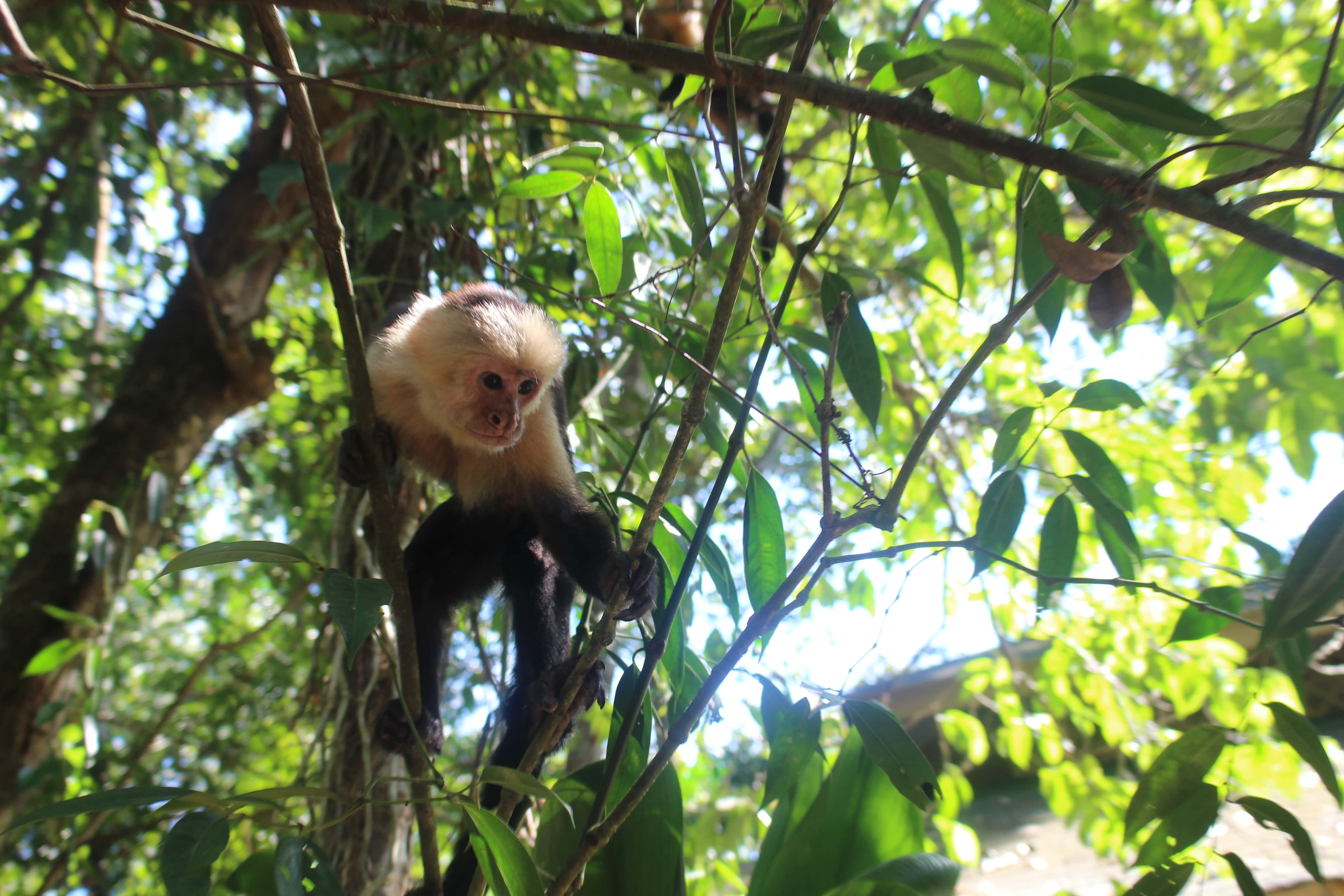 ¿Por qué ir a Playa Manuel Antonio en Costa Rica?