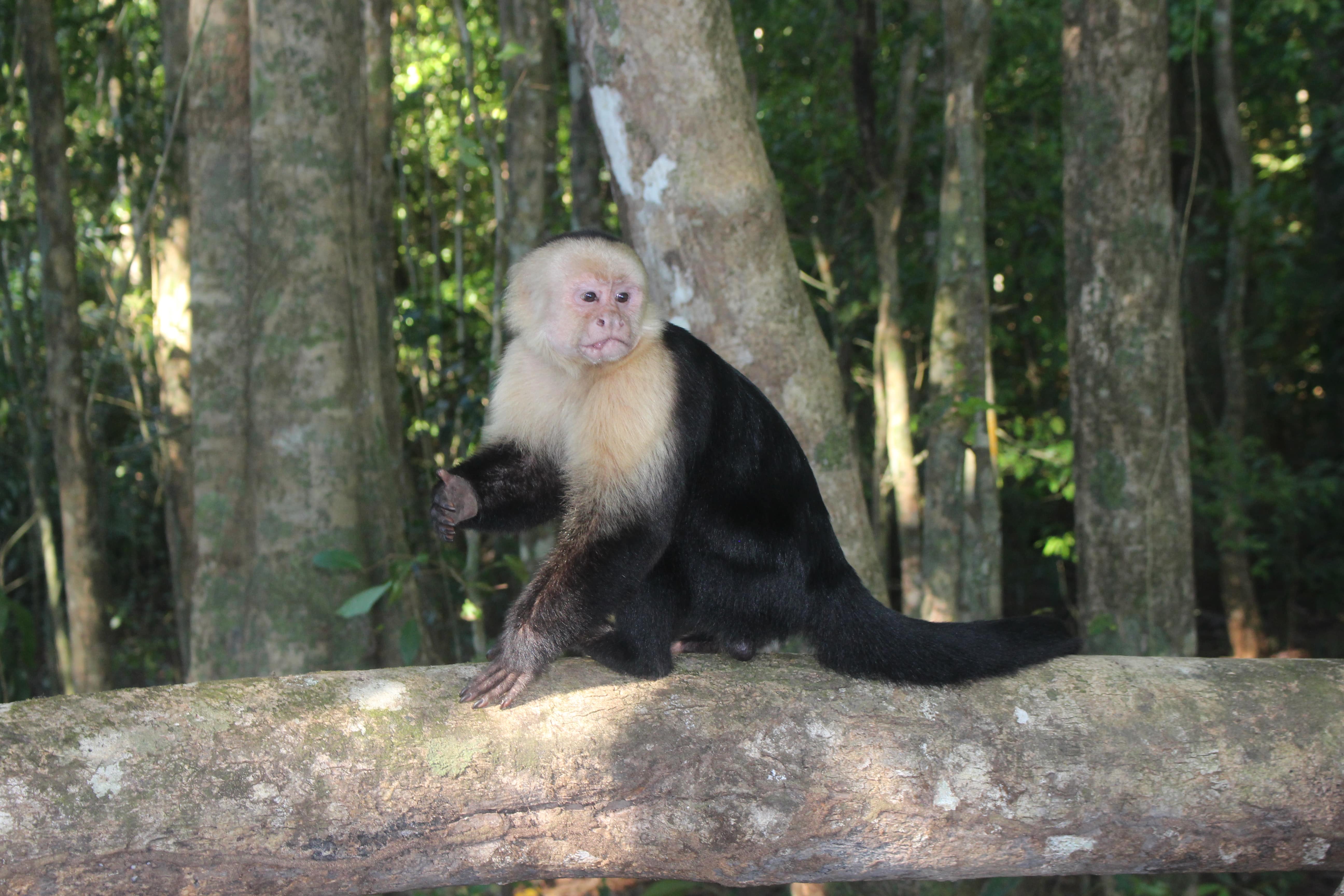 Monos en Manuel Antonio