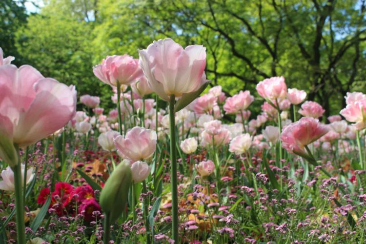jardines de luxermburgo flore rosas