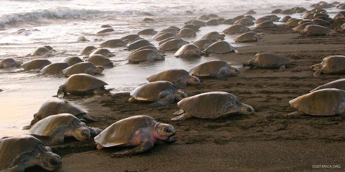 Playa-Ostional costa rica